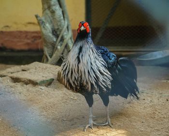 Close-up of rooster