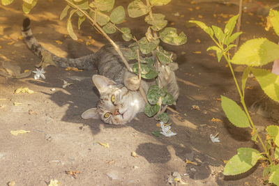 High angle view of cat by plants