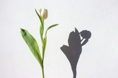 Close-up of plant against white wall