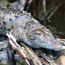 High angle view of crocodile by lake