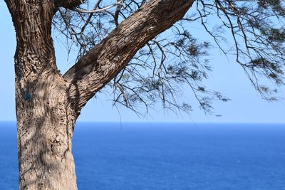 View of bare tree against calm blue sea