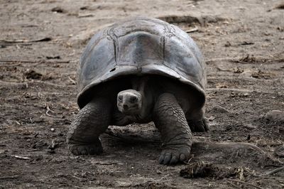 Giant tortoise 