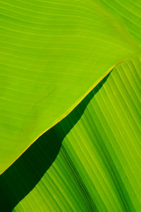 Palm leaf aesthetic background