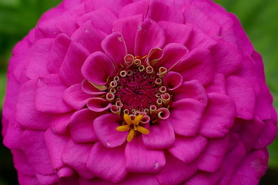 Close-up of pink dahlia flower