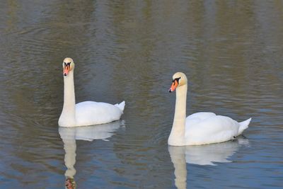 Swans swimming in lake