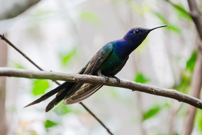 Close-up of bird perching on branch