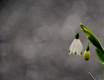 Close-up of white flowering plant