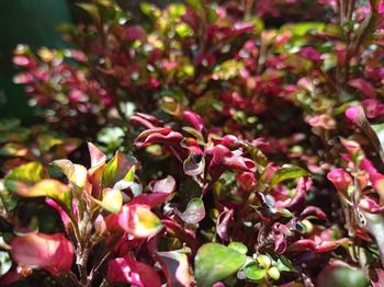 Close-up of pink flowering plant