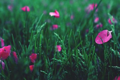 Close-up of pink flowers blooming in field