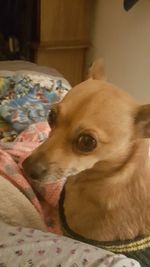 Close-up of dog relaxing on bed at home