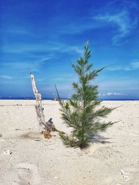 Plants growing on beach against sky