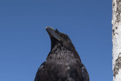 Low angle view of a bird against clear sky