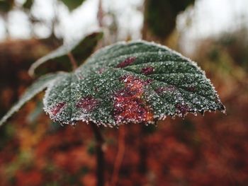 Close-up of frozen plant during winter