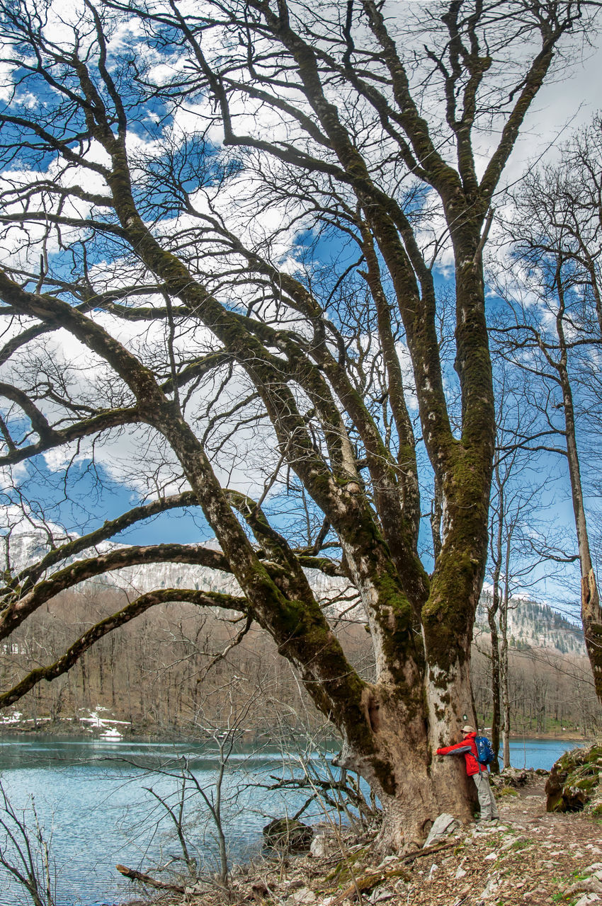 BARE TREES BY PLANTS AGAINST SKY