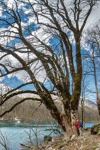 Bare tree by plants against sky