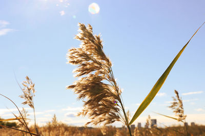 Low angle view of wheat growing on field against sky