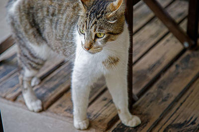 Close-up of cat