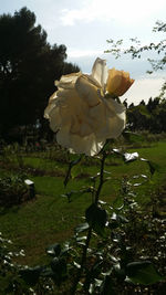 Close-up of white rose on plant against sky