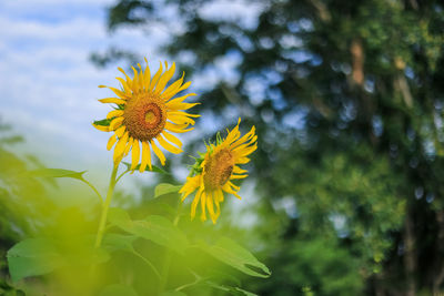 Yellow sunflower garden green leaves against blurred flowers and bokeh backgrounds