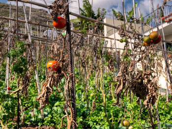 View of fruit hanging on tree