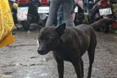 Close-up of dog