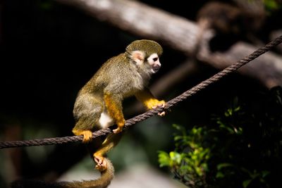 Close-up of monkey sitting on tree