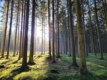Sunlight streaming through trees in forest