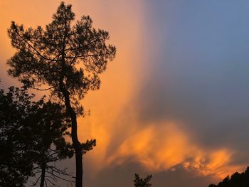 Low angle view of silhouette tree against orange sky