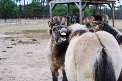 Horses on field