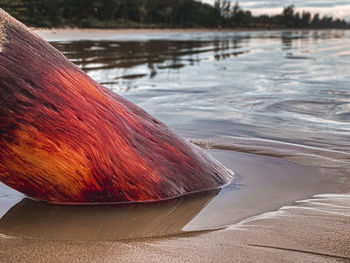 Close-up of crab on lake