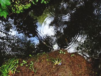 High angle view of trees by lake