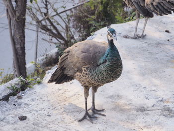 Peacock on tree trunk