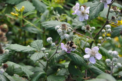 Close-up of flowers