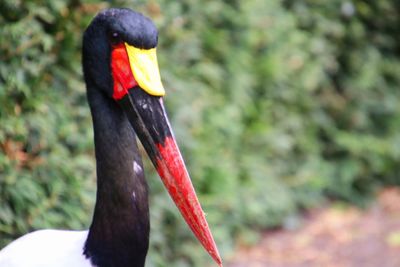 Close-up of a bird