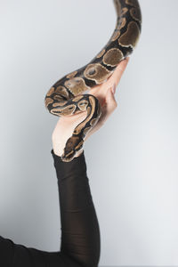 Cropped hand of woman holding snake against white background