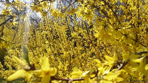 Close-up of yellow flowers
