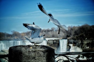 Seagulls flying against the sky