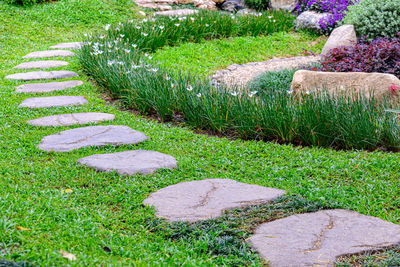 Plants growing in park