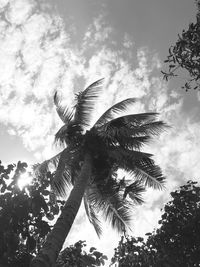 Low angle view of coconut palm tree against sky