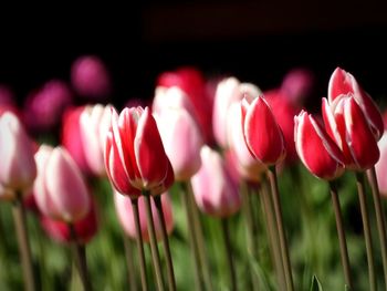 Red and white... and pink tulips in a field