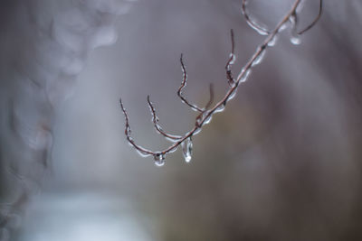 Close-up of water drops on leaf