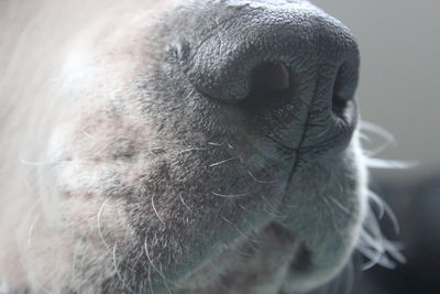 Close-up of a bird