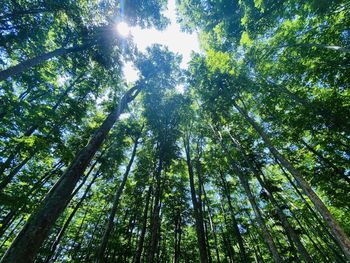 Low angle view of bamboo trees in forest