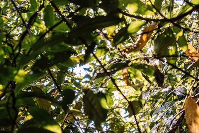 Low angle view of tree