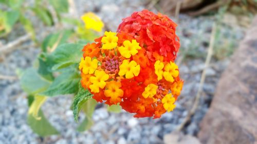 Close-up of red flowers blooming