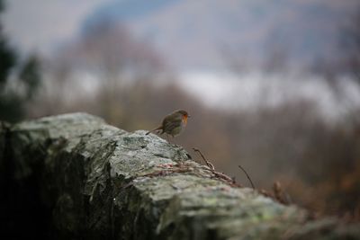 Close-up of bird perching on rock