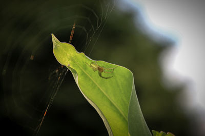 Close-up of insect on leaf