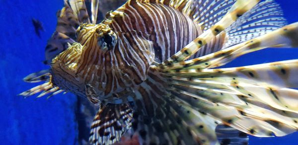 Close-up of fish swimming in sea