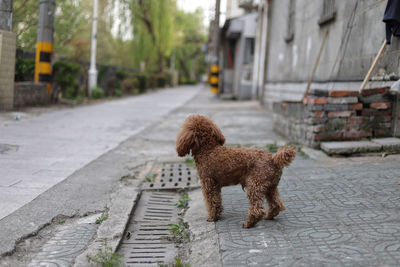 Dog on footpath in city