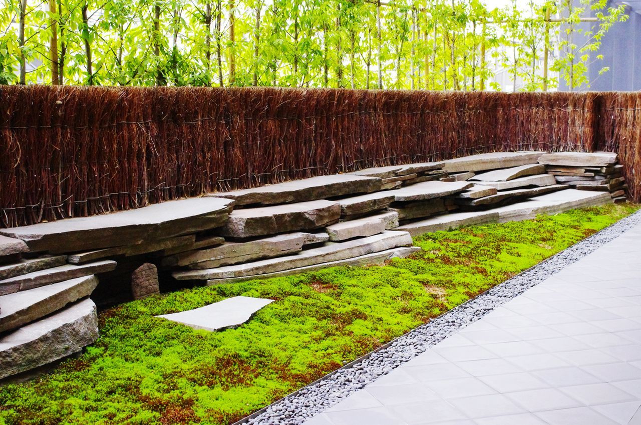 tree, growth, green color, nature, plant, footpath, tranquility, in a row, fence, day, wood - material, abundance, outdoors, grass, stone wall, no people, stack, beauty in nature, tranquil scene, tree trunk